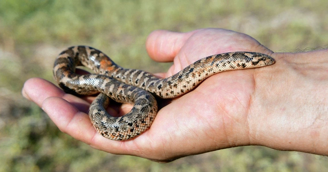 Γνωριμία με τον ελληνικό βόα που χρησιμοποιούσαν ως όπλο οι αρχαίοι